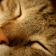 Image for article titled The one myth about cats that's actually true